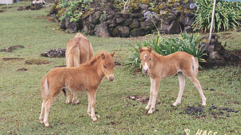 📖 ☀️ Summer Book Club