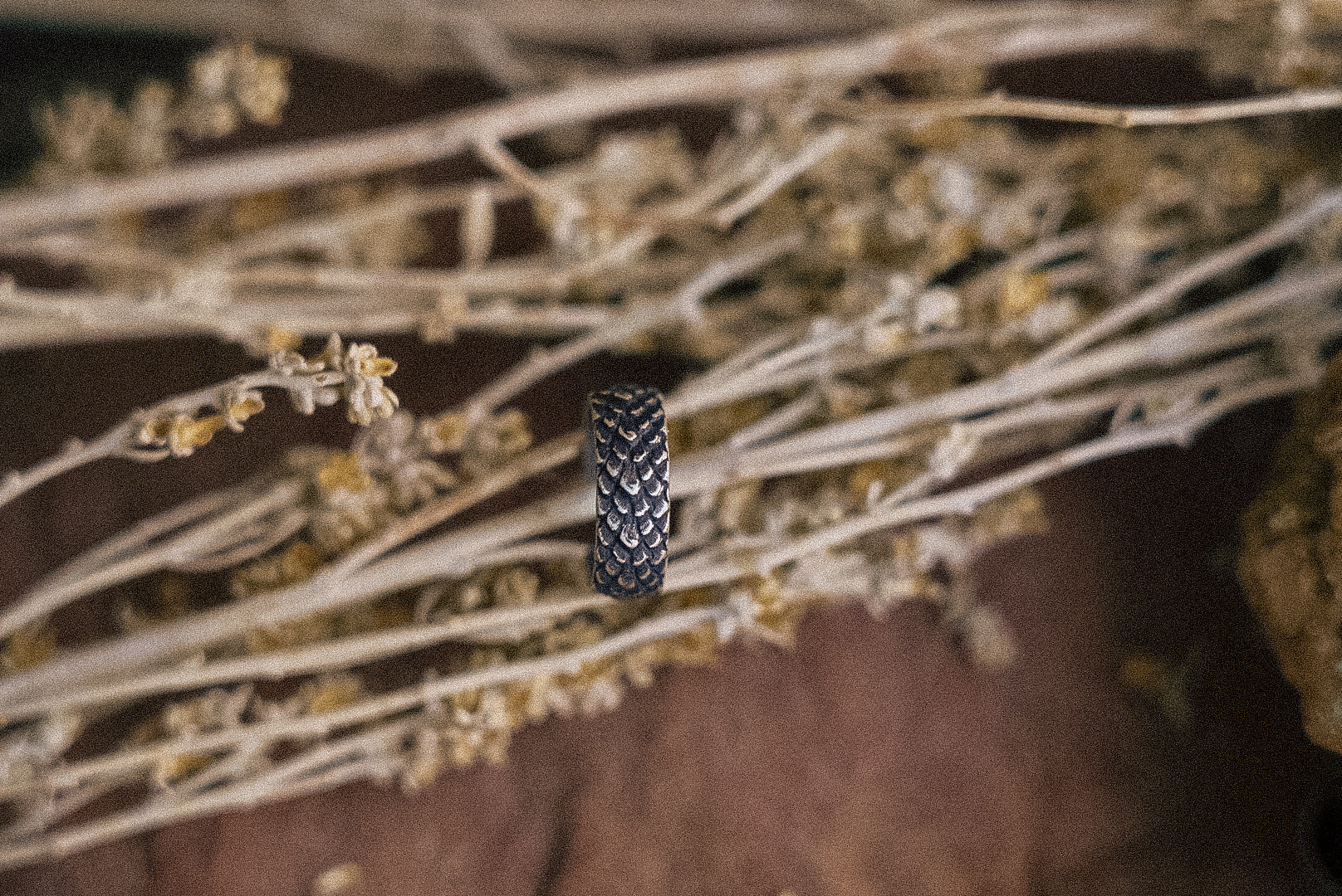 Crooked Trails Silver | Ear Cuffs