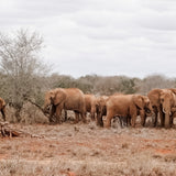Cycling Safari