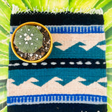 Zapotec Trivet | Seis